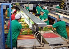 Al kiwi sono dedicate 4 linee di confezionamento, due per le cassette, due per i cestini.