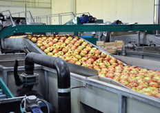 Oltre alle mele Pink Lady, Salvi lavora anche la Mela Piu' (nella foto) ed e' tra i fondatori del CIV - Consorzio Italiano Vivaisti, noto per aver selezionato le varieta' di mela rossa Modi' e Rubens.