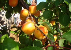 KIOTO e' una varieta' proposta dai Vivai francesi Escande.