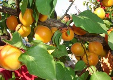 La cultivar risulta interessante non solo per l’elevato potenziale produttivo (30-35 t/ha) ma anche per la rapida entrata in produzione (III foglia), resistenza alle manipolazioni e per la buona tenuta nella fase di post-raccolta.