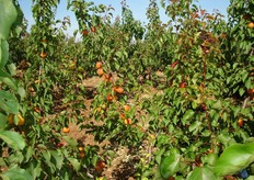 La visita si e' svolta nel momento della maturazione dei frutti.