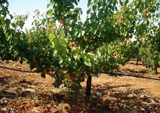 L'albero presenta ridotta vigoria, portamento semi-eretto e una buona ramificazione nella parte basale. Fioritura medio tardiva. Varieta' autocompatibile (non necessita di impollinatori).