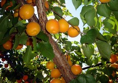 Il frutto e' di pezzatura media, da 2A a 3A (diametro 45-50 mm) e forma ovale. Le qualita' gustative sono molto buone. L’IR (Indice Rifrattometrico) e' intorno a 13,0 gradi Brix.