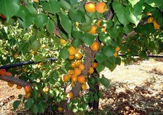 La potatura delle piante riveste un ruolo di fondamentale importanza. Gli interventi al verde devono mirare a favorire l’arieggiamento e la penetrazione della luce all’interno della chioma e al mantenimento dei rami corti. Gli interventi autunnali completano l’operazione poiche' favoriscono il rinnovo dei rami misti vigorosi su cui sara' indirizzata la fruttificazione.