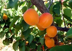 "Il frutto presenta la colorazione di fondo dell’epidermide arancio con sovraccolore ("blush") rosso molto appariscente sul 65-70 per cento della superficie."