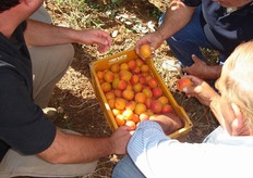 La polpa e' di colore arancio, succosa e consistente. Buona e' la tolleranza al cracking (spaccature) anche in seguito a forti precipitazioni piovose.