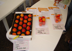 Campioni di albicocco di varieta' Kioto, Pinkcot e Big Red esposti dai vivai Escande (Francia).