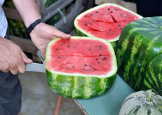 La forzatura cui il frutto viene sottoposto per ottenere questo risultato non ne altera affatto il gusto, ne' provoca un particolare ispessimento della buccia.