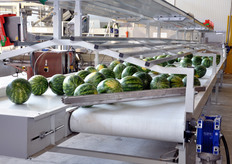 Agricola Don Camillo e' specializzata esclusivamente in meloni e angurie (queste ultime di tipologia mini o seedless, cioe' senza semi).