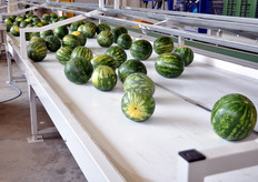 Da questo magazzino partono ogni anno circa 5.000 tonnellate di angurie e 15.000 ton di meloni.