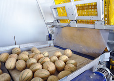 Meloni appena rovesciati sulla linea di spazzolatura.