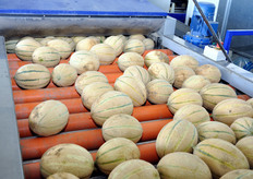 Prodotto in ingresso nel macchinario per la spazzolatura.