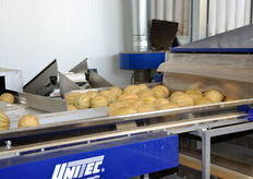 Prodotto spazzolato in uscita. Per i meloni con buccia piu' resistente e' disponibile anche un'apposita linea di lavaggio. L'intera linea spazzolatura/lavaggio ha una capacita' complessiva di 30-35 tonnellate/ora.