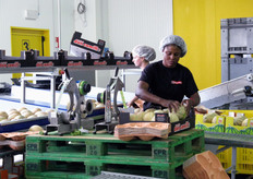 Prima di essere confezionati, viene loro applicata una fascia distintiva.