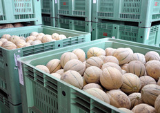 Bins di prodotto proveniente dai campi.