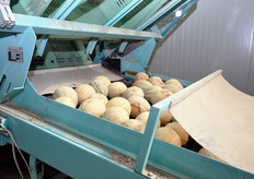 Meloni appena rovesciati si incamminano verso le linee di selezione.