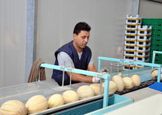 Primi controlli e posizionamento in verticale dei frutti che passeranno sotto l'occhio del macchinario NIR (Near InfraRed), per la rilevazione del grado Brix.