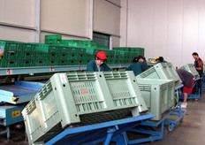 Le operatrici distribuiscono i meloni per calibro.