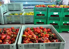 Alla prevalente produzione di meloni e angurie, Bellaguarda affianca anche quella di orticole (pomodori, peperoni, etc., per un'incidenza del 10 per cento), al fine di diversificare l'offerta.