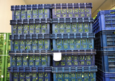 Area di conferimento della merce. Qui, oltre alla temperatura controllata, l'umidita' relativa viene mantenuta al 100 per cento. La merce puo' sostare qui al massimo 24 ore.