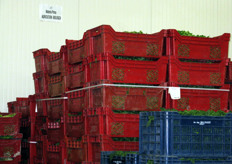 Quasi tutta la produzione e' a lotta integrata, ma viene conferita anche materia prima da agricoltura biologica, destinata prevalentemente alla produzione di insalate in busta per le private labels (marche proprietarie della grande distribuzione organizzata).