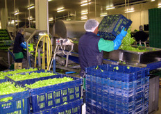 Versamento della materia prima in una delle linee di lavorazione. Al momento, solo per le insalate, sono operative 5 linee.
