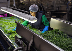 Oltre ad un controllo visivo sulla materia prima da parte di un operatore, la merce viene avviata ad un macchinario di analisi all'infrarosso (sul margine in alto a sinistra di questa foto), in grado di eliminare automaticamente eventuali corpi estranei.