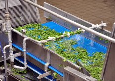 Fase di lavaggio della rucola.