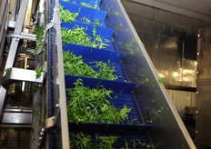 Fase di asciugatura e trasporto della rucola.