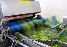 Prima fase di lavaggio.