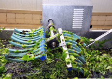 Dettaglio della prima fase di lavaggio.