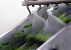 Seconda fase di lavaggio.