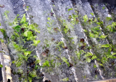 Terza fase di lavaggio in un canale a gradini, ideato per ricreare la turbolenza tipica di un torrente.