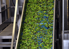 Fase di sgrondatura e asciugatura. A seconda del grado di resistenza della materia prima, l'asciugatura puo' essere effettuata mediante scuotimento, getto d'aria o centrifuga.