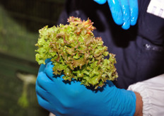 La selezione delle giuste varieta' colturali ha un grande ruolo nella produzione di insalate pronte. Questa insalata riccia, ad esempio, e' stata scelta per la sua particolare resistenza alle lavorazioni.