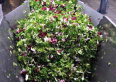 Insalata mista in fase di asciugatura.