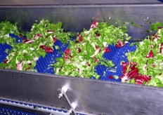 Insalata mista in fase di trasporto.