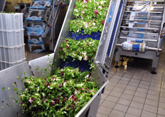 Dopo l'asciugatura e il trasporto, l'insalata viene pesata e imbustata.