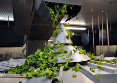 Per la corretta distribuzione del peso nelle buste vengono impiegate pesatrici multiple a 14 teste. In pratica, l'insalata viene ripartita in 14 diverse vaschette pesatrici. Mediante un software dedicato, il macchinario apre la combinazione di vaschette corrispondente al peso busta predeterminato (250 o 500 grammi, per esempio).