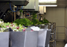 La linea delle pesatrici multiple.