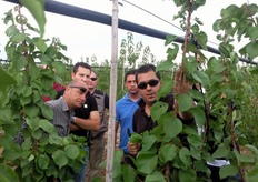 Sulle piante delle varieta' Escande ad habitus vegetativo vigoroso, come Spring Blush(R), Pinkcot(R), Big Red(R), sono praticati sia interventi di potatura primaverili (giugno), allo scopo di eliminare i giovani germogli vigorosi interni e favorire l'arieggiamento e la penetrazione della luce, sia interventi di fine estate (settembre), per il rinnovo dei rami misti vigorosi su cui sara' indirizzata la fruttificazione.