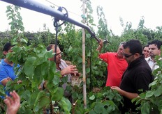 Sulla pianta di albicocco ogni branca deve terminare con un ramo principale in continuo accrescimento, denominato leader. Tale terminazione non deve essere mai spuntata sia per assicurare lo sviluppo della pianta negli anni sia per evitare l'emissione, in corrispondenza dei tagli, di germogli vigorosi (succhioni) che richiamerebbero l'attività vegetativa all'estremita' a discapito delle formazioni fruttifere posizionate nella zona media e basale della chioma.