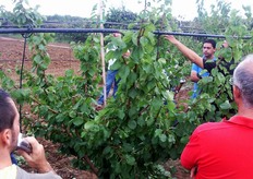 "Attraverso gli interventi di potatura nella tarda estate si conferisce una forma piu' equilibrata della chioma e si stimola la formazione e lo sviluppo dei dardi. I dardi fioriferi o "mazzetti di maggio" sono formazioni fruttifere di dimensioni ridotte sui cui producono la maggior parte delle varieta' di albicocco."
