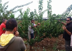 L'inclinazione ideale per una buona fruttificazione dei rami e' intorno a 45 gradi. Per divaricare le branche non occorrono tiranti, pesi, fili e tutori, ma sono sufficienti interventi di potatura mirati e la forza del peso del legno e dei frutti.