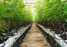 Per conseguire buoni risultati in frutticoltura e' molto importante la scelta del materiale vivaistico. Il gruppo Escande ha affidato al Consorzio Vivaisti Lucani (COVIL) le licenze di moltiplicazione delle varieta' Spring Blush(R), Pinkcot(R), Big Red(R), Kioto cov. Il COVIL produce piante certificate impiegando materiale di propagazione (gemme) proveniente da fonti di approvvigionamento controllate ogni anno, da laboratori accreditati, con specifiche tecniche di fitodiagnostica, nel pieno rispetto delle normative. Per evitare contaminazione all'apparato radicale, da parte di organismi nocivi, e per ridurre i tempi del ciclo di produzione, i vivaisti del COVIL producono piante in ambiente protetto e fuori suolo, impiegando substrato inerte a base di fibra di cocco.