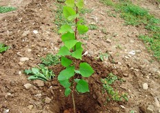 Con le moderne tecniche di produzione vivaistica e' possibile ottenere astoncini vegetanti pronti al trapianto in primavera, gia' forniti di numerose gemme laterali su cui si potra' impostare la forma di allevamento desiderata.