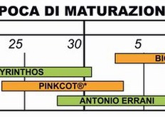 Periodi di maturazione delle varieta' di albicocco del gruppo Escande a confronto con quelli di altre varieta' tradizionali coltivate nel metapontino.
