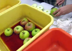 Per la misurazione del contenuto in amido dei frutti (destinato a trasformarsi in zucchero nel corso del processo di maturazione), i campioni di mela vengono tagliati e immersi in una soluzione composta da iodio e potassio.