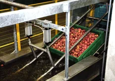Svuotamento dei bins nel canale che porta le mele alle successive fasi della selezione e della calibratura.