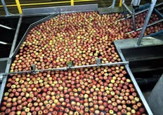Le mele galleggiano in canali pieni d'acqua, per evitare ammaccature al prodotto.